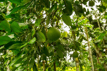 pomelo fruit tree