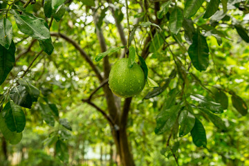 pomelo fruit tree