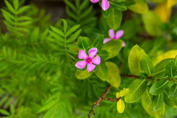Obraz premium purple flowers of bangladesh