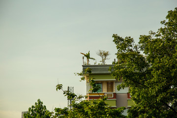 cloudy sky green tree & a house