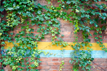 ivy on the wall