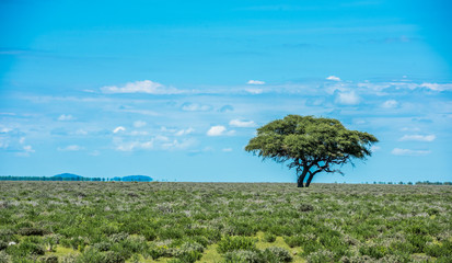 Tree in savannah, classic african landscape image