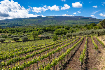 Vineyard of the mount Etna in Sicily, italy - obrazy, fototapety, plakaty