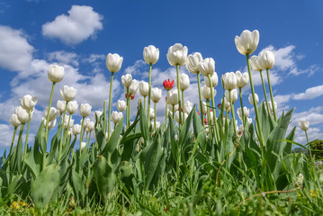tulips flowers white flower bed blue sky