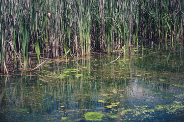 a swampy yet vibrant green marsh