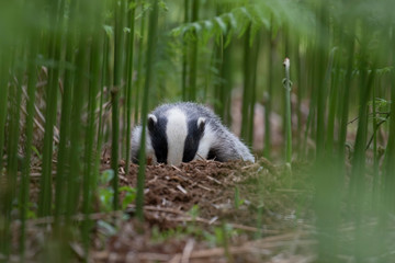 badger, meles meles, close footage of the mammal eating/moving surrounded by bracken within a forest in Scotland during June. © Paul