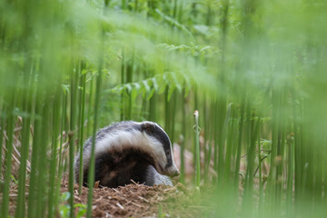 badger, meles meles, close footage of the mammal eating/moving surrounded by bracken within a forest in Scotland during June. © Paul