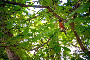 American Robin Bird perched on a branch of a walnut tree