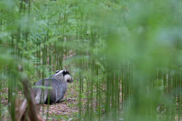 badger, meles meles, close footage of the mammal eating/moving surrounded by bracken within a forest in Scotland during June. © Paul