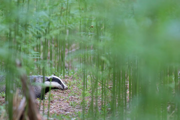 badger, meles meles, close footage of the mammal eating/moving surrounded by bracken within a forest in Scotland during June. © Paul