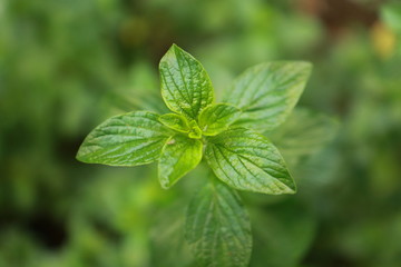 fresh mint leaves in the garden © ThathaiC