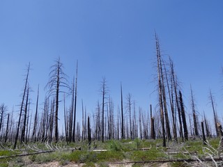 Wide view of rows of leafless trees left from a forest fire in Utah.