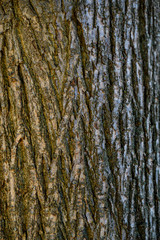 live walnut tree bark texture 