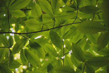 Fototapeta na wymiar overhead tree branches with vibrant green leaves