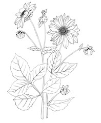 Black white Dahlia flower pattern. Coloring vector.