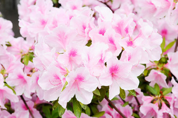 ピンク色のツツジの花