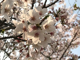 flowers in spring