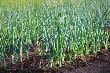 Young spring onion sprout on the field. Organically grown onions in the soil. Organic farming