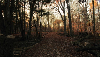 Path in the forest in autumn 