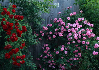 Fototapeta na wymiar Roses in the garden on shed