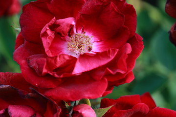 Obraz na płótnie Canvas Wild red rose macro