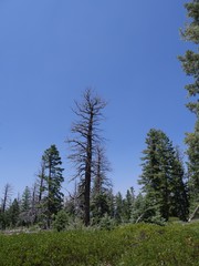 Rows of pine and spurce trees recovering from a previous forest fire in Utah.