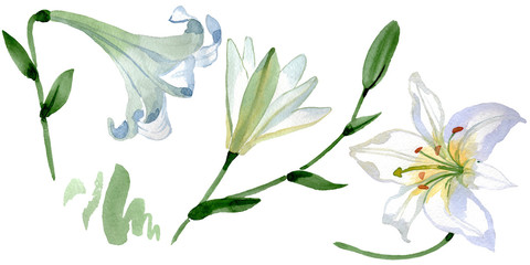 Fototapeta na wymiar White lily floral botanical flowers. Watercolor background illustration set. Isolated lilies illustration element.