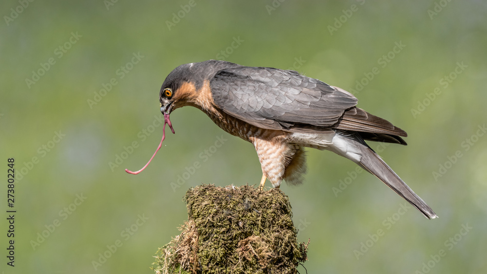 Poster A male sparrowhawk perched on the top of an old tree trunk feeding and the  intestines of the prey is in its beak