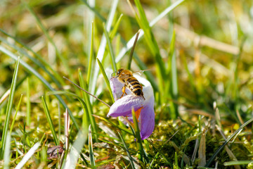 Biene auf lila Blüte in der Sonne