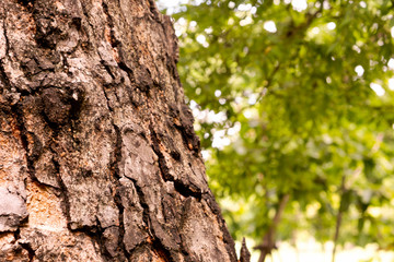 Bark in the park for the background