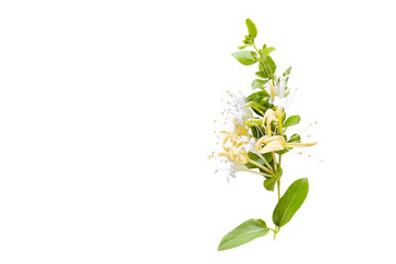 Lonicera japonica, known as Japanese honeysuckle and golden-and-silver honeysuckle isolated on a white background.space for your text
