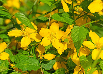 Japanische Kerrie, Kerria japonica