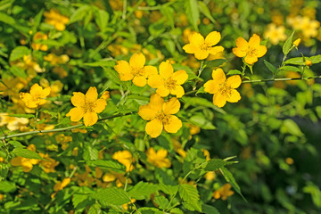 Japanisches Goldröschen, Kerria japonica