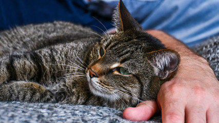 Cat relaxing on the hand