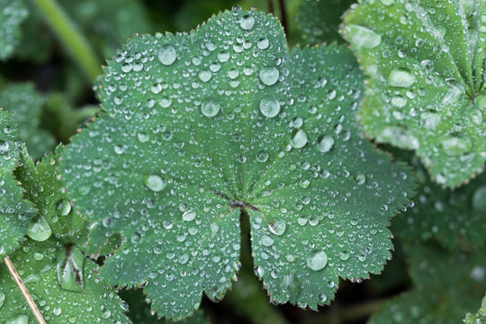 Wassertropfen auf gro&szlig;em Gr&uuml;nem Blatt mit Loruseffekt
