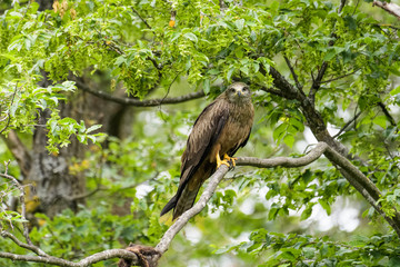 Black kite perching in a tree