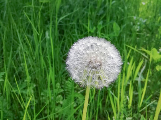 Dandelion flower on green blurred background. Dandelion - Medicinal Flower (Taraxacum officinale).   Close-up.