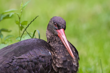 Naklejka premium Closeup portrait of a black stork