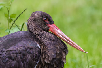 Closeup portrait of a black stork