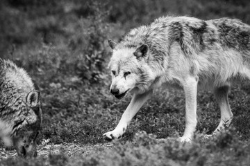 Timberwolf eating meat