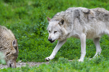 Obraz premium Timberwolf eating meat
