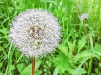 Dandelion flower on green blurred background. Dandelion - Medicinal Flower (Taraxacum officinale).   Close-up.