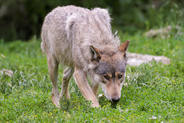 Timberwolf walking around
