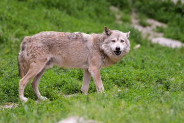 Timberwolf eating meat