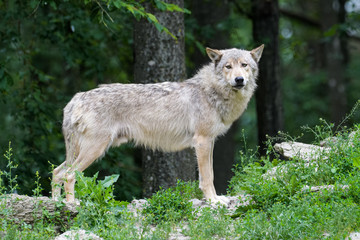 Side view of a timberwolf standing on the edge of a forest