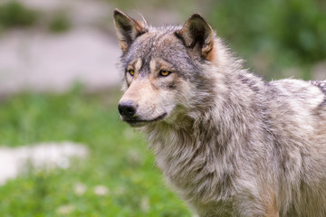 Fototapeta premium Closeup of a young timberwolf standing on a rock