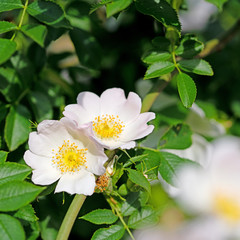Blühende Hagebutten, Rosa canina
