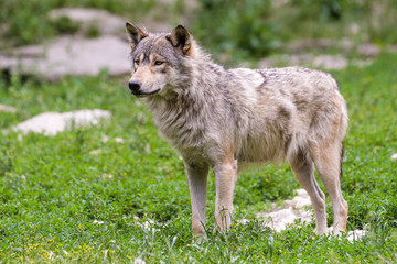 Young timberwolf standing on a rock