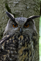Closeup portrait of an european eagle owl