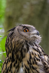 Closeup portrait of an european eagle owl
